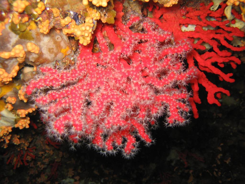 Giramondo Sardegna Affittacamere Alghero Exteriör bild